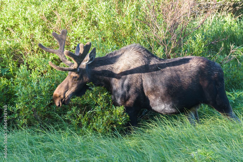 Shiras Moose of The Colorado Rocky Mountains Shiras Moose of The Colorado Rocky Mountains