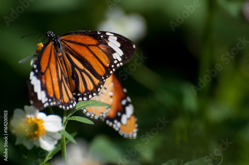 papillon © patricia