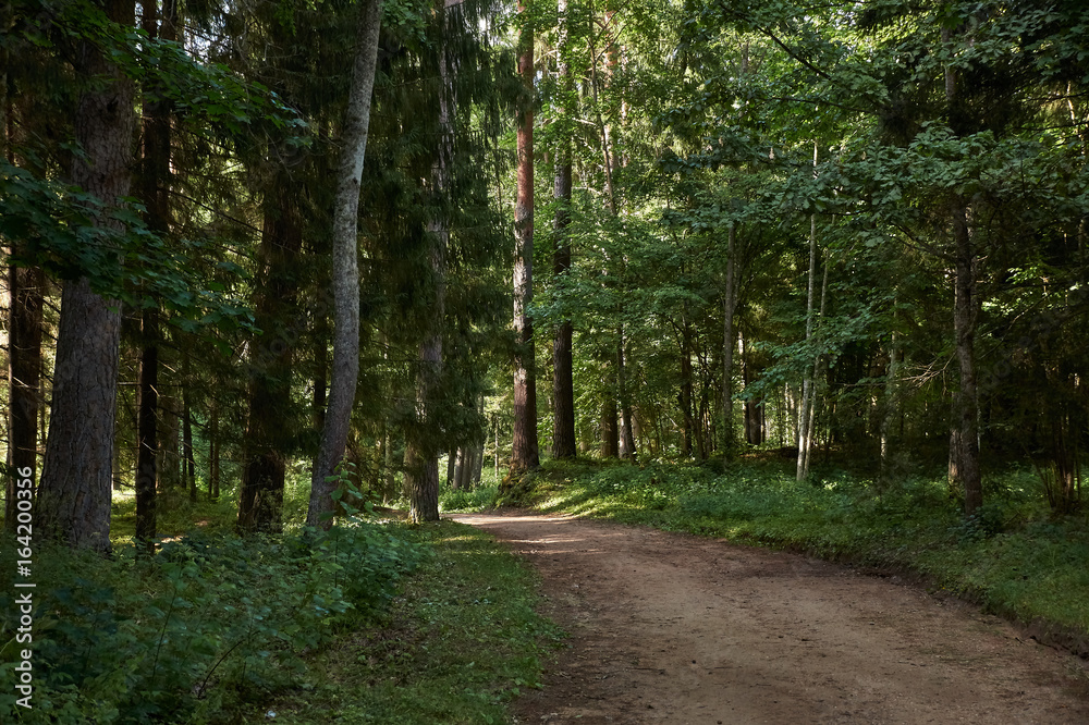 Fototapeta premium A narrow forest path/Summer cloudy day. The narrow dirt path in the woods. On the sides of the walkway deciduous trees. Russia, Pskov region, landscape, nature, summer