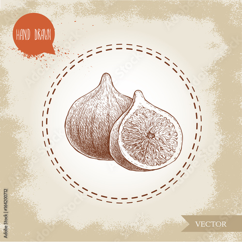 Hand drawn sketch figs. Vintage eco food drawing. Whole fruit and half of fig vector illustration.