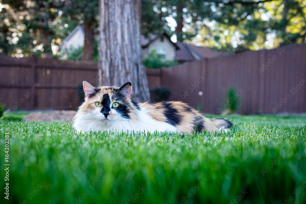 Obraz premium Grass cat