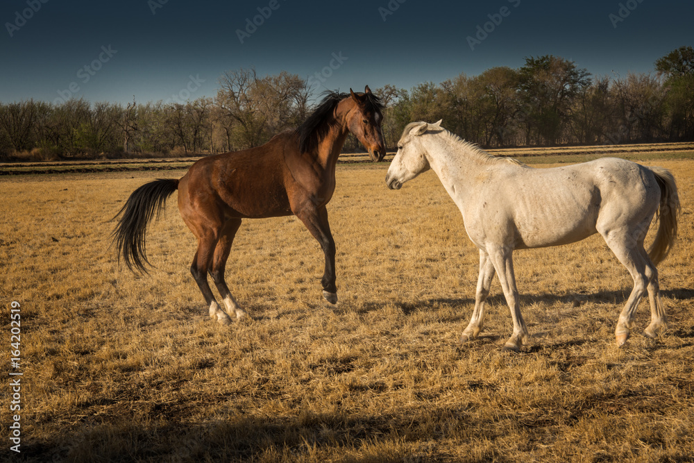 Frolic Frolic