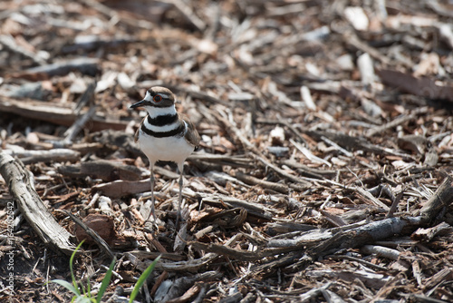 A killdeer protectng his nest, while remaining hidden in the brush near his nest. photo