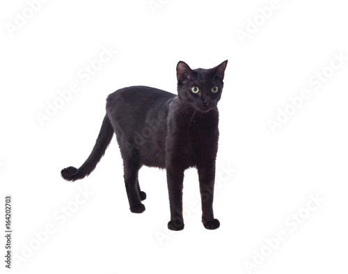 Fototapeta Naklejka Na Ścianę i Meble -  Black cat with yellow eyes