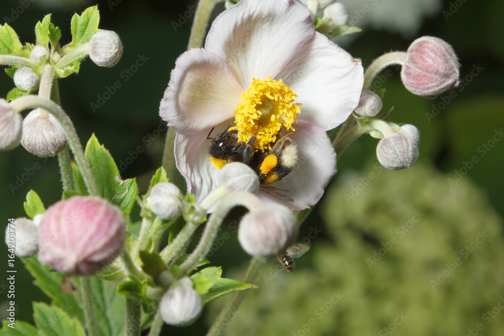 Obraz premium Bumblebee on a flower