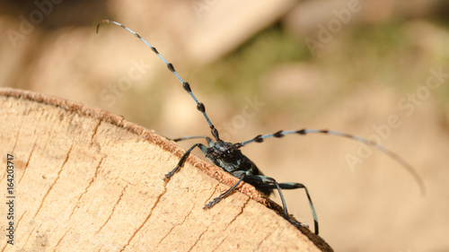  Rosalia longicorn hanging on beech wood outdoor © pellephoto