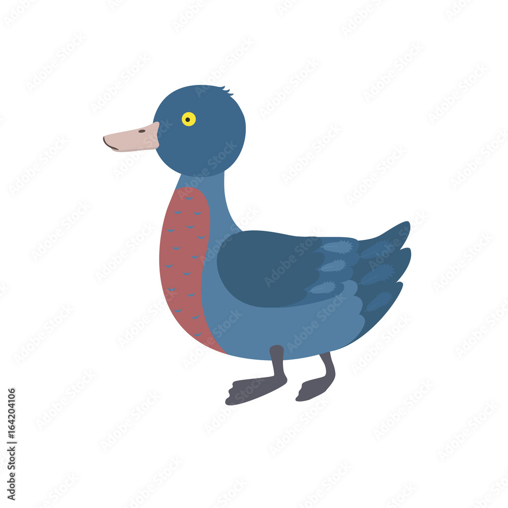 Fototapeta premium Cute blue duck Whio