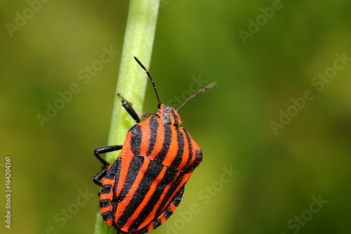 Steifenwanze am Grashalm, Graphosoma lineatum 