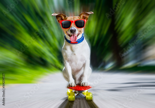 skater dog on skateboard © Javier brosch