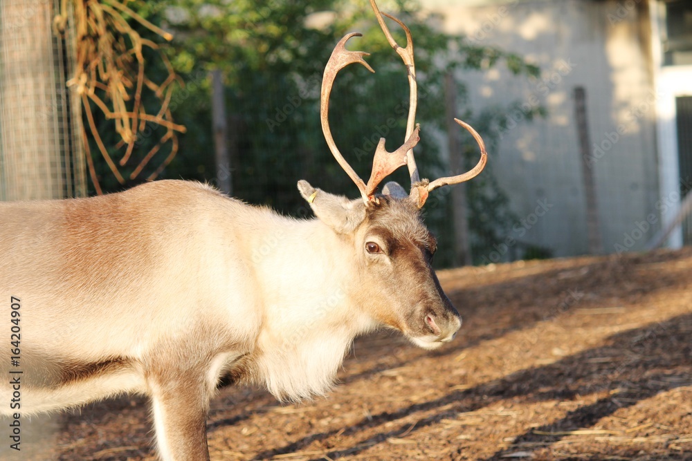 Obraz premium reindeer with copy space background