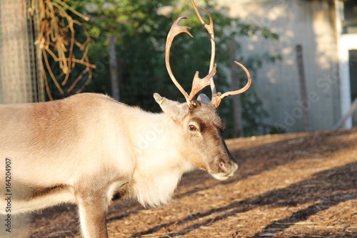 reindeer with copy space background