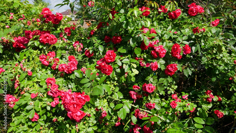 Bush with red roses. High shrub with numerous flowers - growing in the home garden, a very popular flower often bred in Europe.