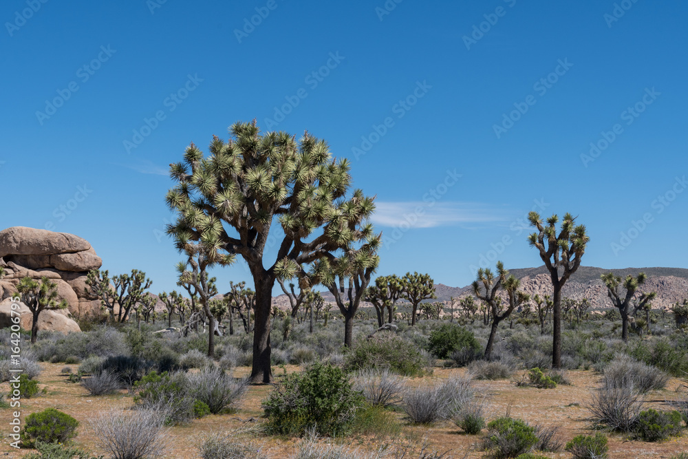 Blue Sky Day Over Joshua Tree and Boulders