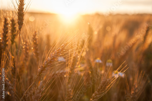Field ripening wheat at sunset. The concept of a rich harvest