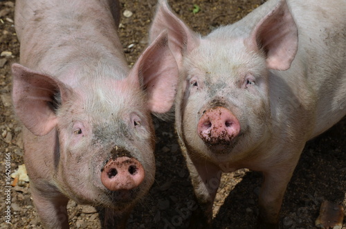 two pigs smiling