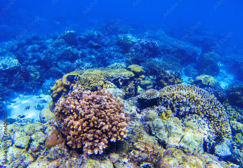 Coral reef underwater landscape. Diverse coral shapes. Coral fish in reef. Coral reef underwater landscape. Diverse coral shapes. Coral fish in reef.