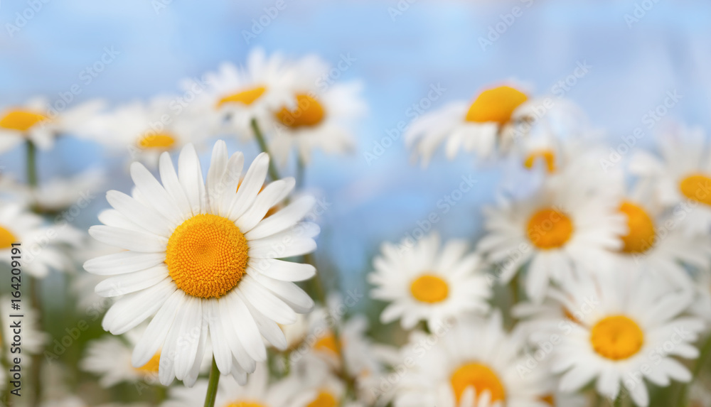 Fototapeta premium Chamomile among flowers
