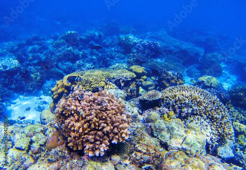 Coral reef underwater landscape. Diverse coral shapes. Coral fish in reef.