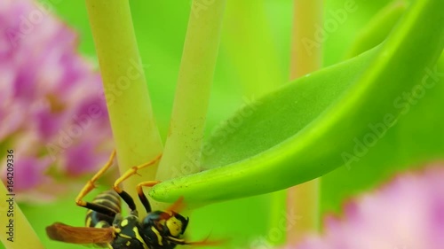 Clumsy aimless wasp tries to climb the grass stalk, but fails, changes plans and creeps down. photo