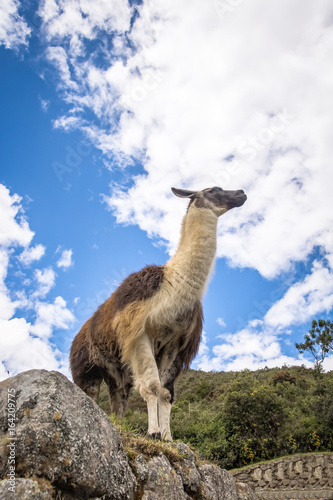 Llamas at Machu Picchu Inca Ruins - Sacred Valley  Peru
