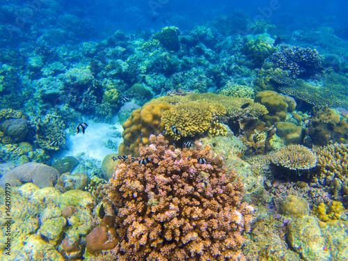 Underwater landscape with red coral reef. Diverse coral ecosystem.