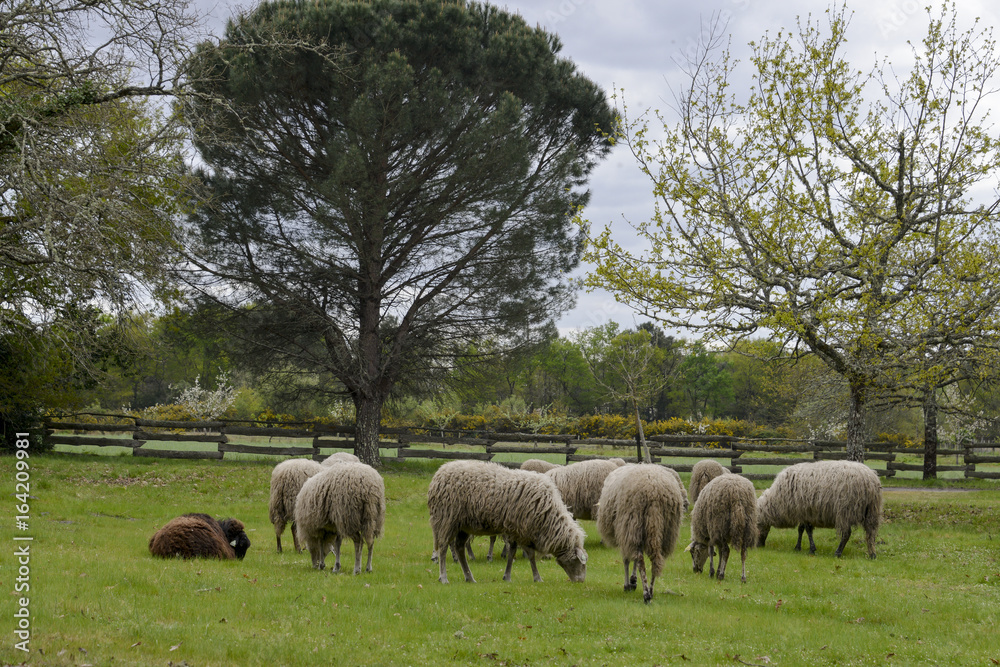 Fototapeta premium Mouton, brebis, race Landaise