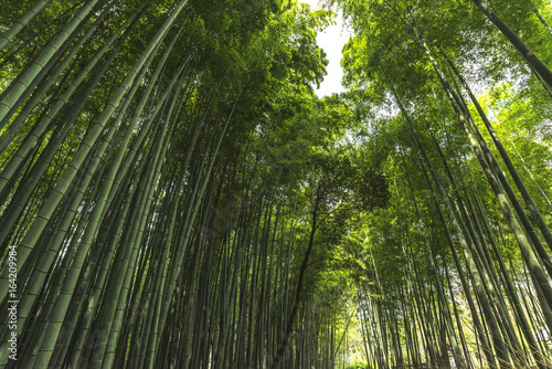 Sagano  Bamboo forest