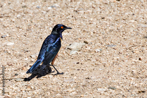 Hildebrandt's Starling