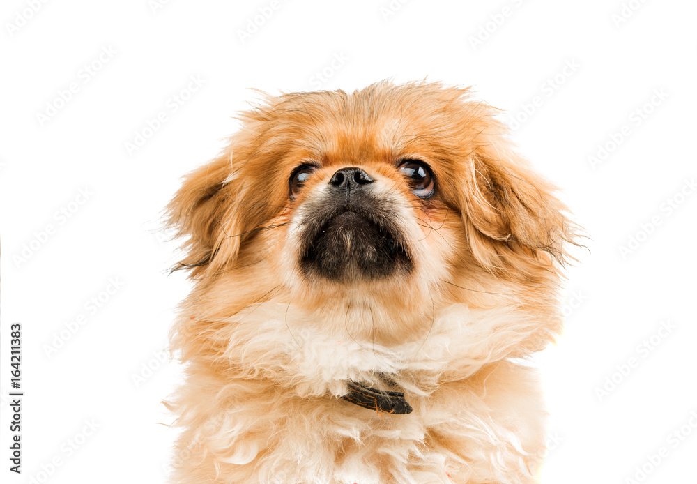 Pekinese isolated Pekinese isolated