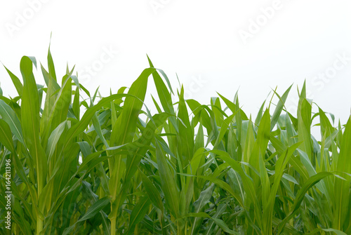 corn fields on white background