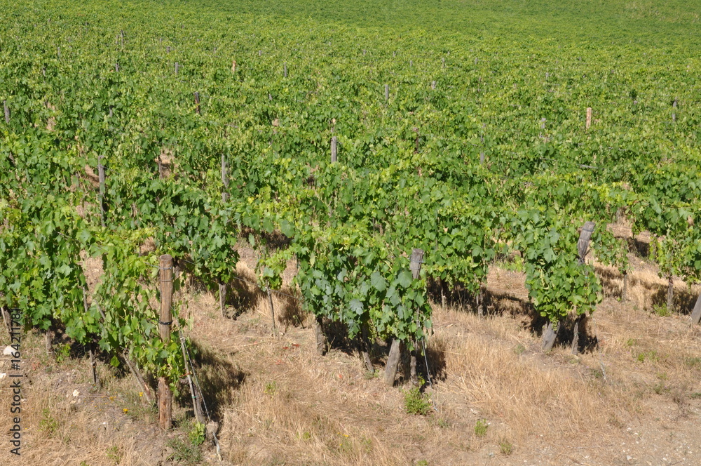 Green vineyards on hills, Italy