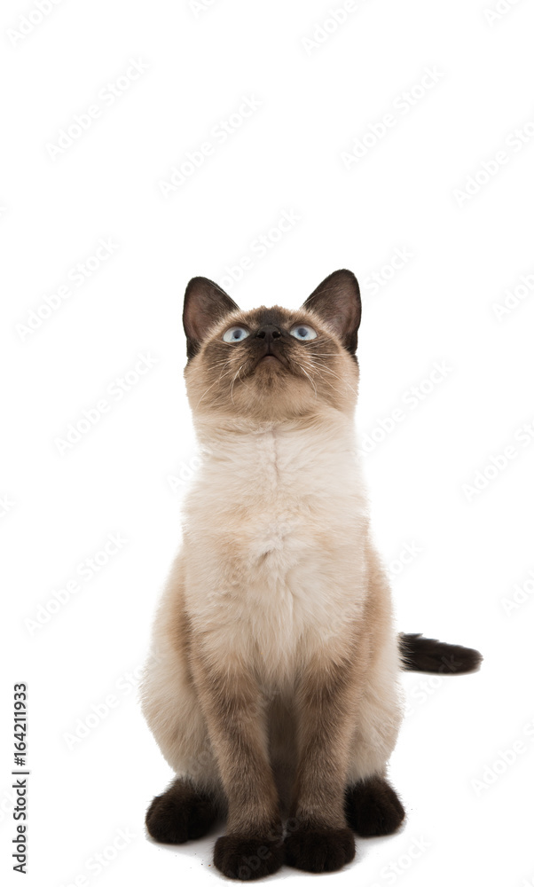Siamese cat isolated