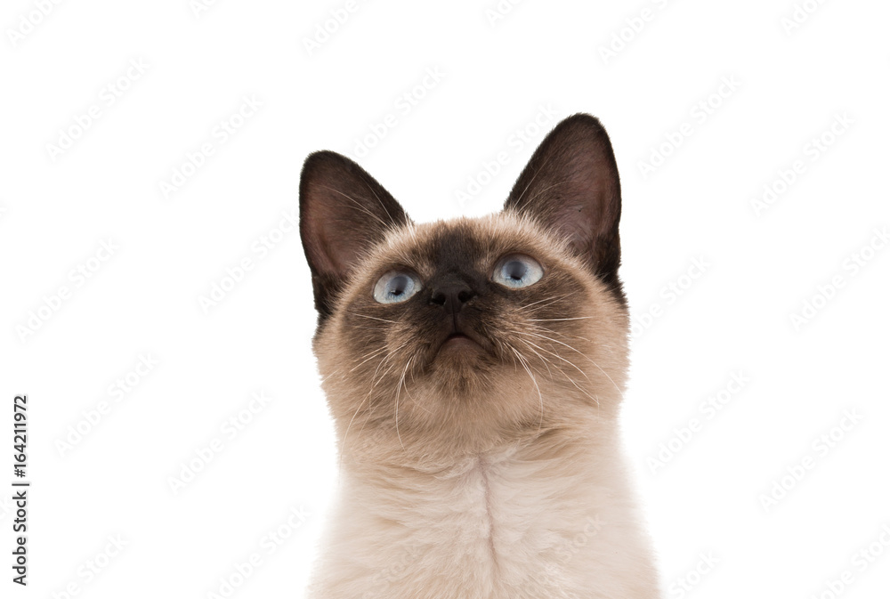 Siamese cat isolated