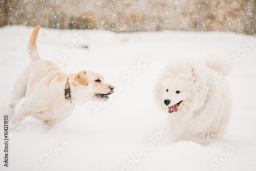 Two Funny Dogs - Labrador Dog And Samoyed Playing And Running Outdoor In Snow, Winter Season. © Grigory Bruev