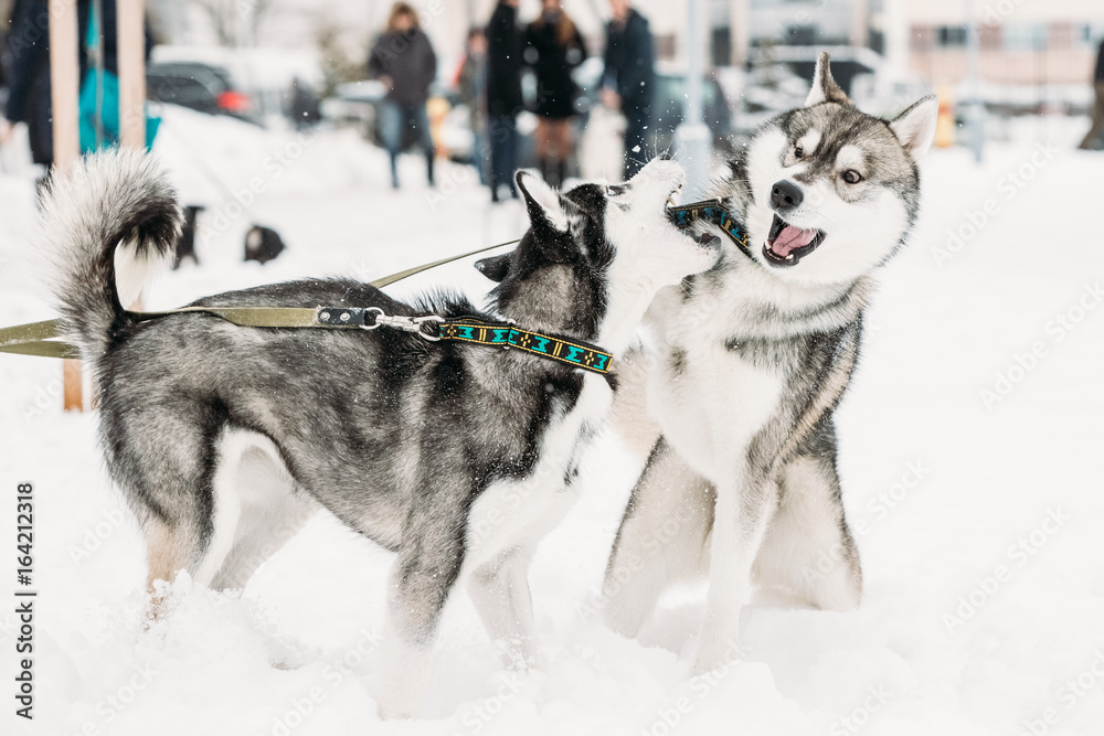 Two Funny Husky Dogs Play Together Outdoor In Snow At Winter Day