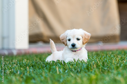 Mini Labradoodle Puppy