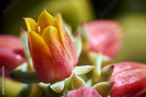 Foto red & yellow tulip-shaped succulent flower