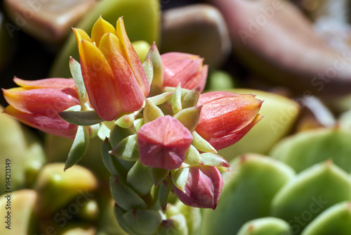 red & yellow tulip-shaped succulent flowers