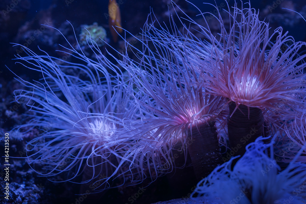 Naklejka premium Beautiful corals under water