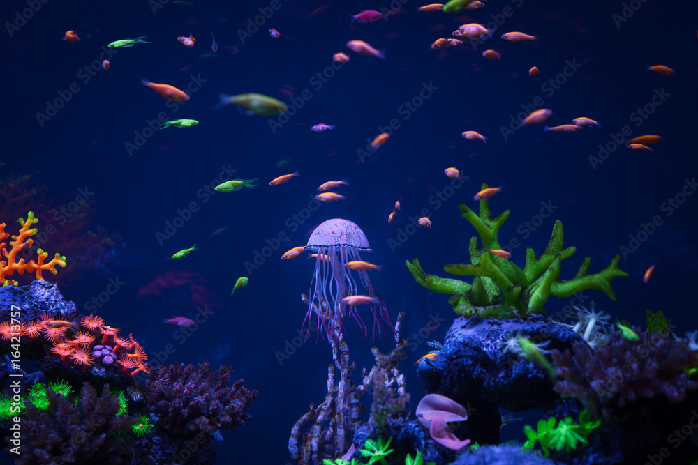 Obraz premium Jellyfish swims under water