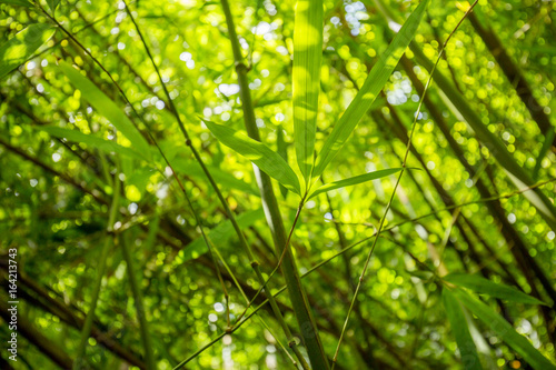 Looking up at bamboo leaves in forest