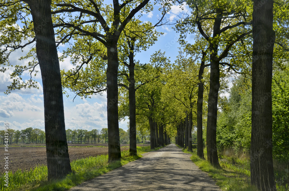 Rural Country Road with Green Trees and Blue Sky