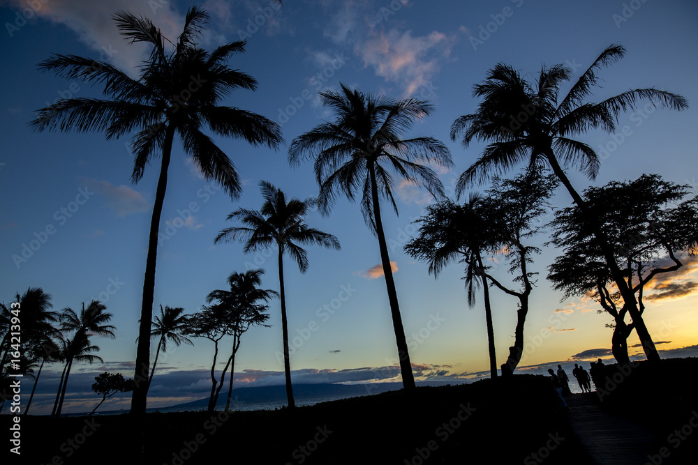 Palm trees by beach sunset