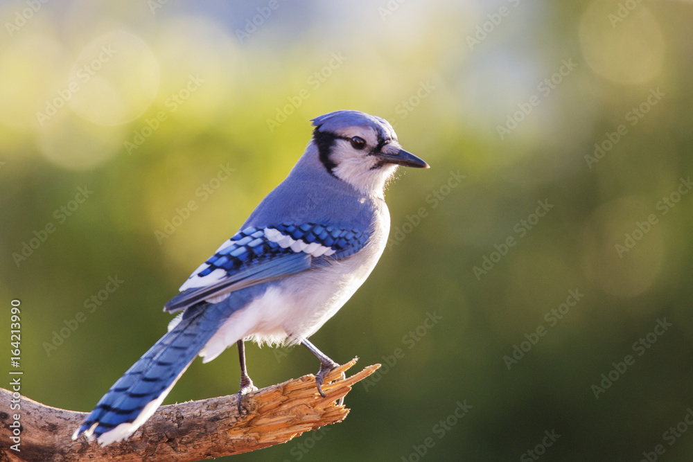 Naklejka premium American blue jay 