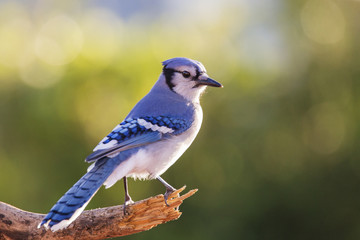 American blue jay 