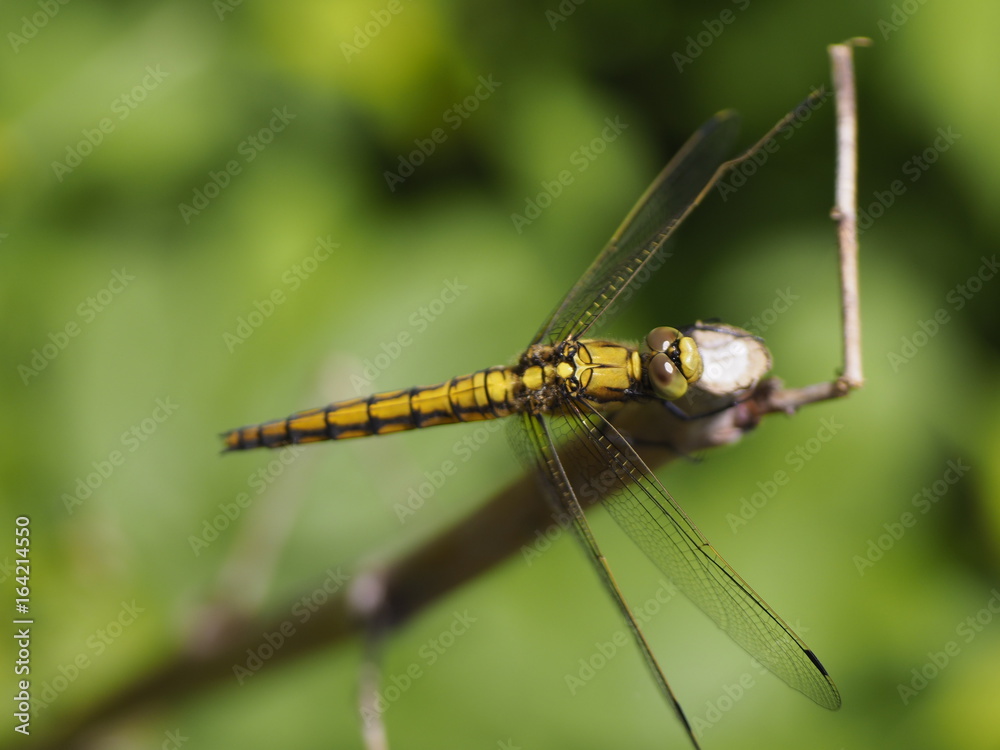 Dragonfly (might be Dragonfly (might be