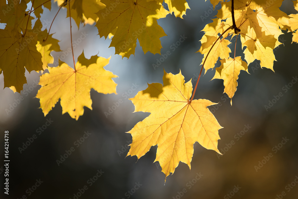 Fototapeta premium Close up of yellow maple leaves lit by the sun