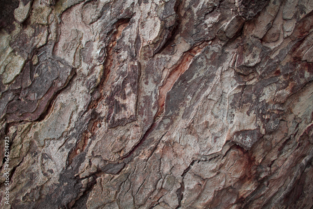 Old oak tree bark closeup texture photo. Rustic tree trunk closeup. Old oak tree bark closeup texture photo. Rustic tree trunk closeup.