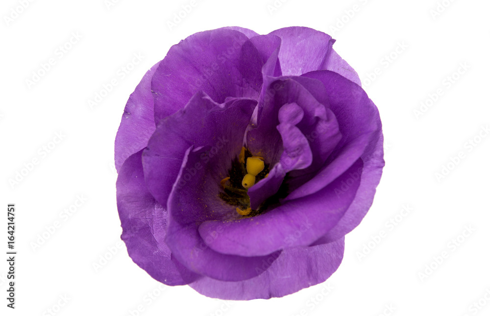 Naklejka premium eustoma flower