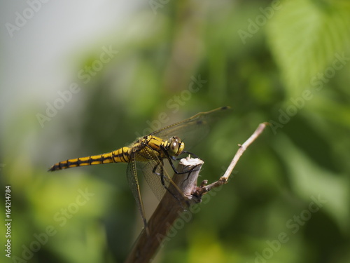 Dragonfly (might be "Gemeine Keiljungfer" / Gomphus vulgatissimus)